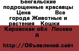 Бенгальские подрощенные красавцы. › Цена ­ 20 000 - Все города Животные и растения » Кошки   . Кировская обл.,Лосево д.